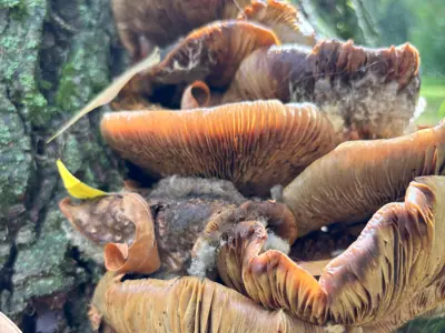 Fungi on tree