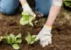 A person gardening wearing garden gloves.