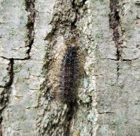 Trees_caterpillar