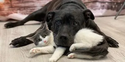 black dog laying on a white and black cat