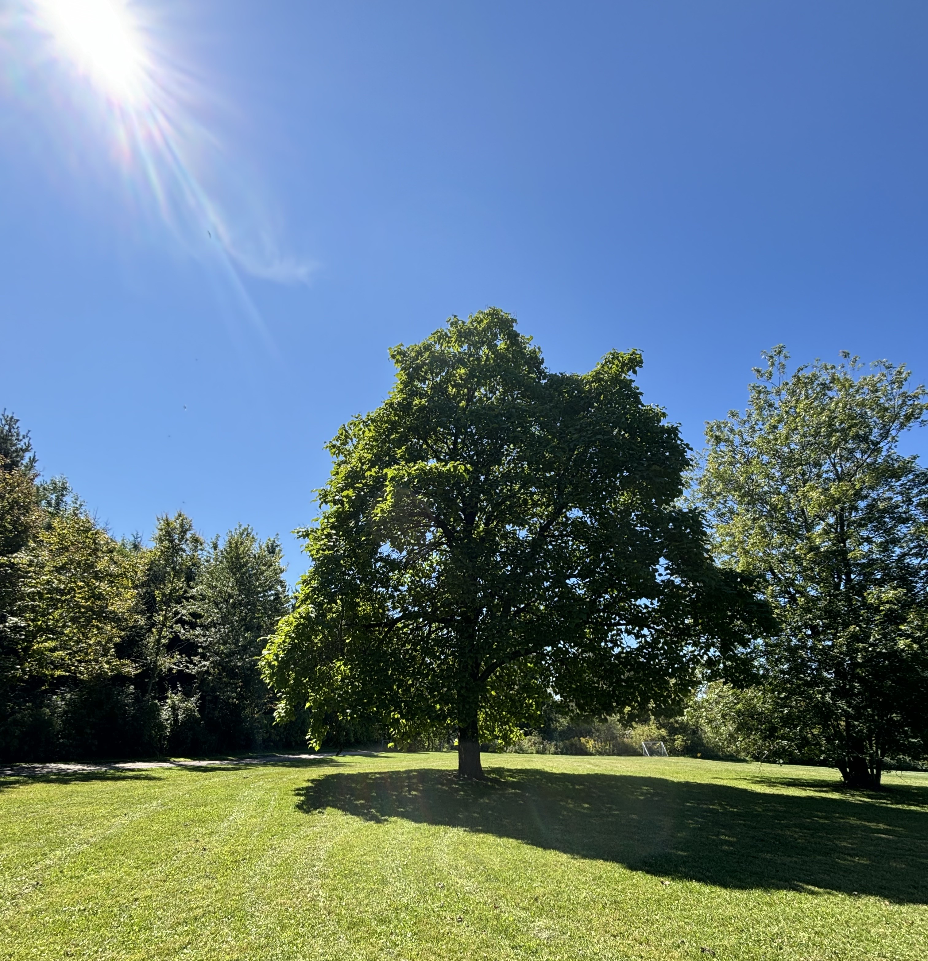 Catalpa tree in Southmead park