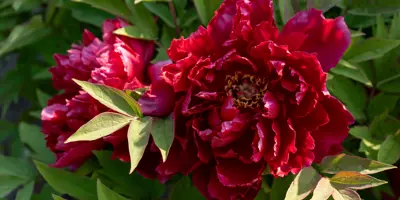 Peony flower 