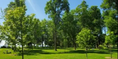 leafy trees in a green space