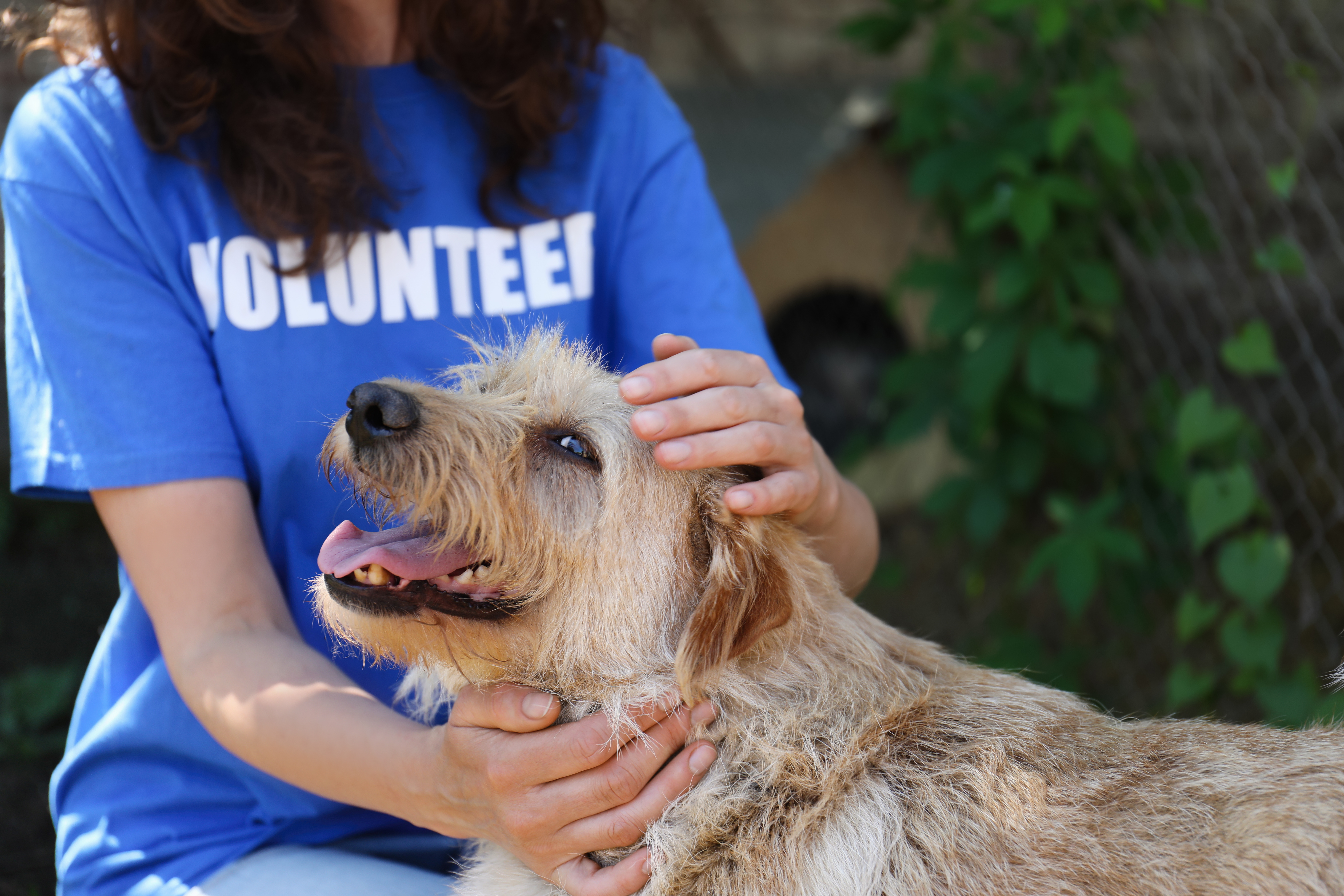 Volunteer interacting with a dog