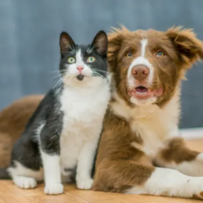 Dog and cat sitting beside each other